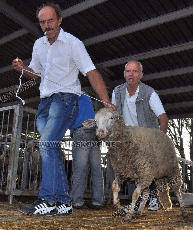 Булки се пазарят за кочовете за Курбан байрям