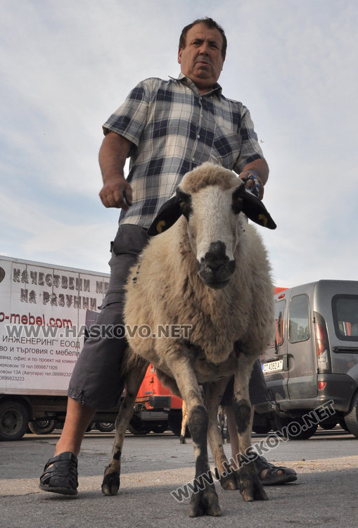 Булки се пазарят за кочовете за Курбан байрям