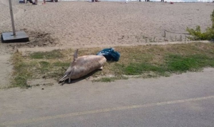 Отново мъртъв делфин