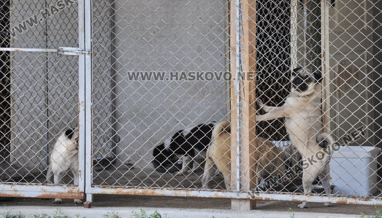 Кучкарник с 30 животни влудява хасковски квартал