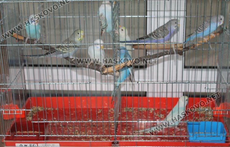  Ветеринарна клиника и зоомагазин "Аренавет" отвори врати в Димитровград