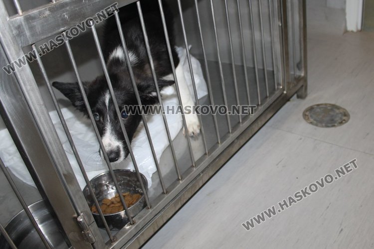 Станиционар и хотел за домашни любимци се предлагат вече в Димитровград