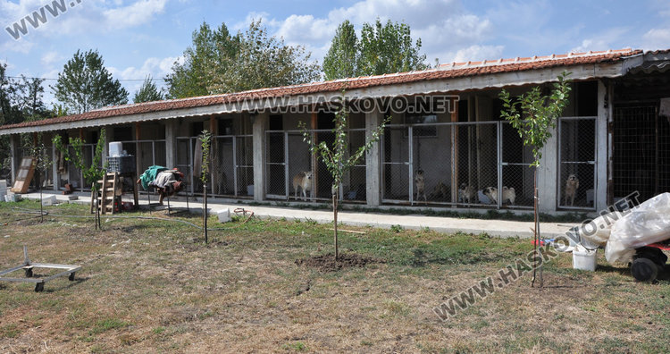 Кучкарник с 30 животни влудява хасковски квартал