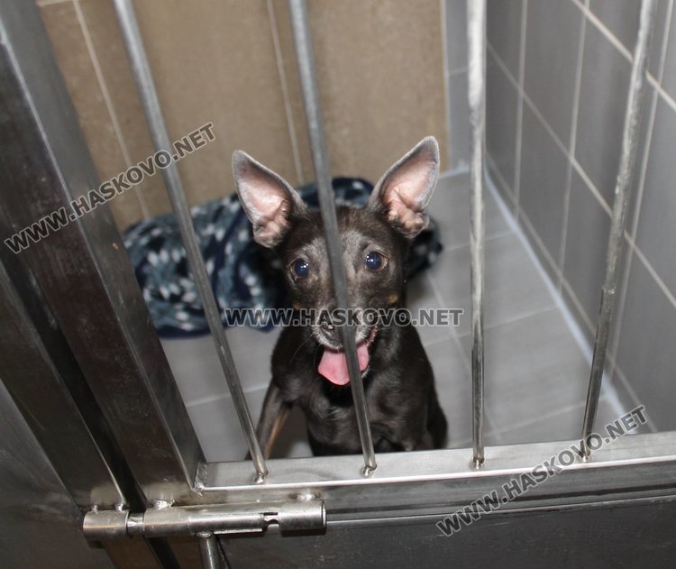  Ветеринарна клиника и зоомагазин "Аренавет" отвори врати в Димитровград