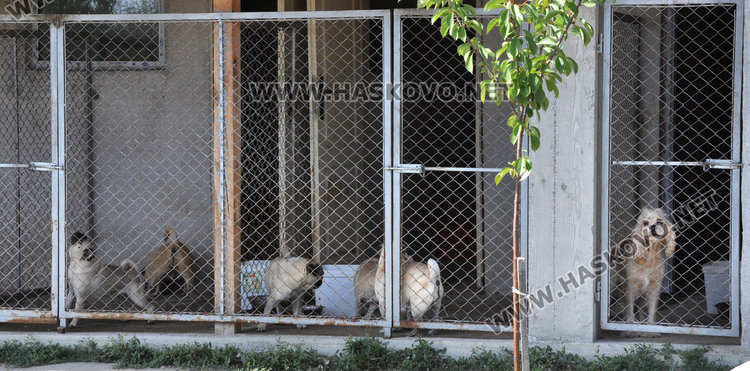Кучкарник с 30 животни влудява хасковски квартал