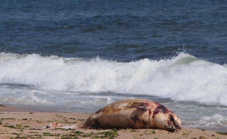 Бракониерски бизнес за милиони унищожава делфините в Черно море