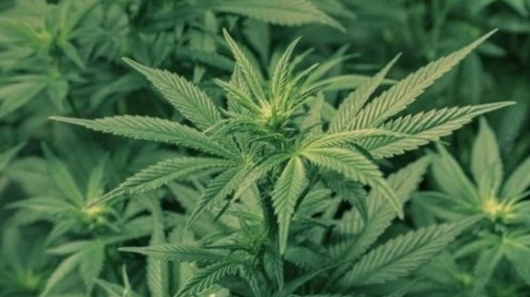 Спипаха хасковлии с марихуана в Димитровград