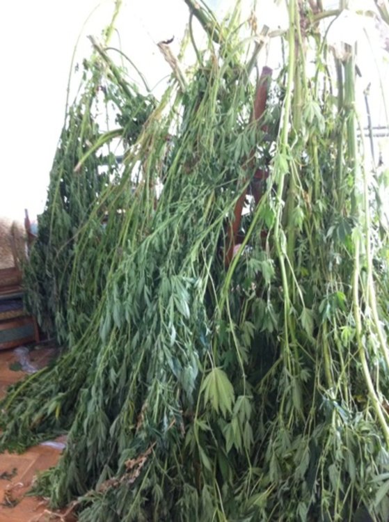 След сигнал полицията откри стръкове марихуана над метър