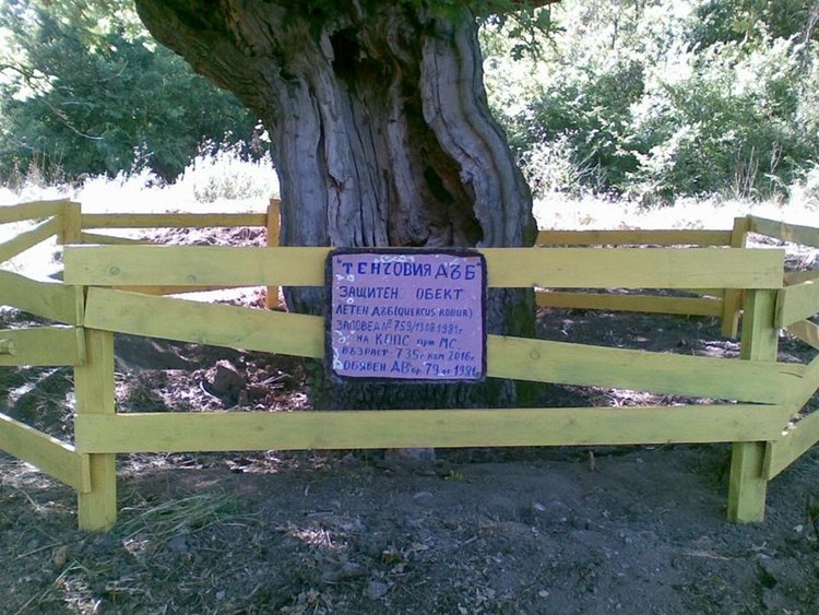  „Тенчовият дъб“ от Бодрово сред финалистите в „Дърво с корен 2016” 