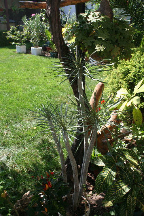 Маймунска палма