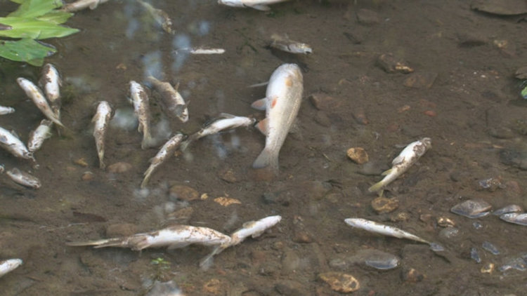 Хиляди мъртви риби изплуваха в р. Ботуня