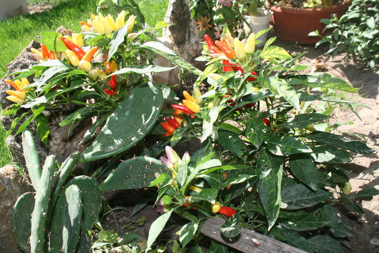 Декоративни люти чушки