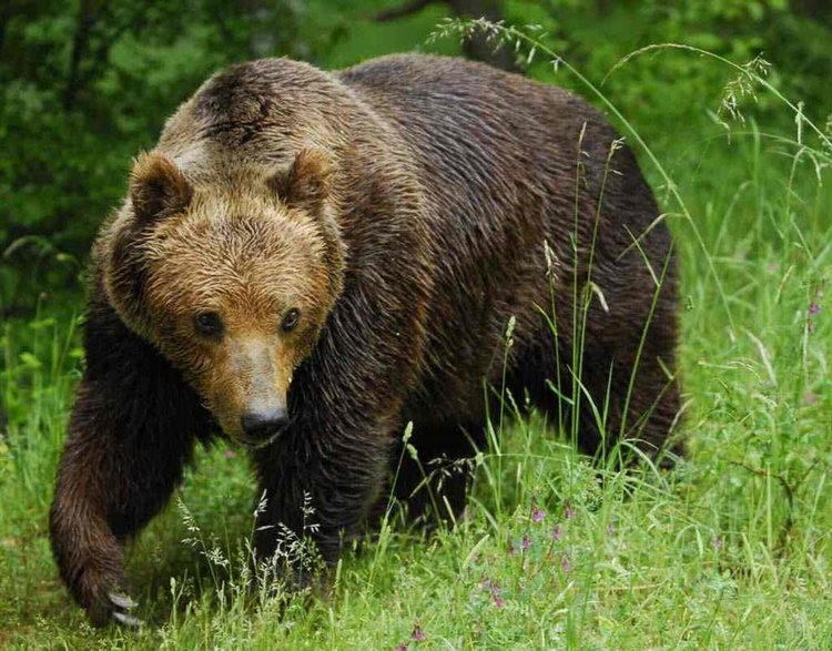 Три сигнала за нападения от мечки в Смолянско от началото на септември
