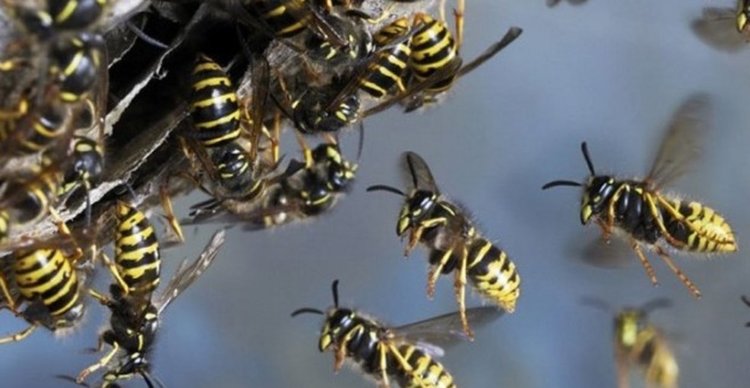 Жена откри гнездо на оси в къщата си в Смолян