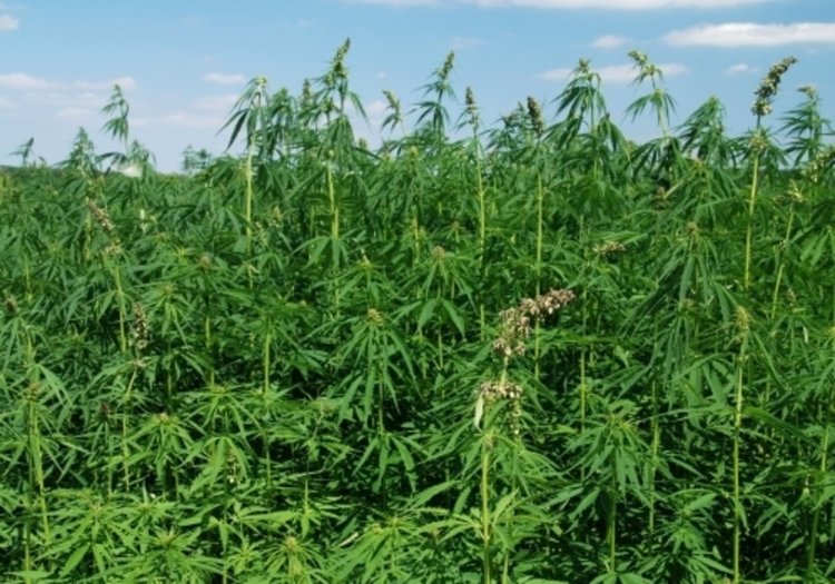 Арест за фермери на канабисова нива в Брягово