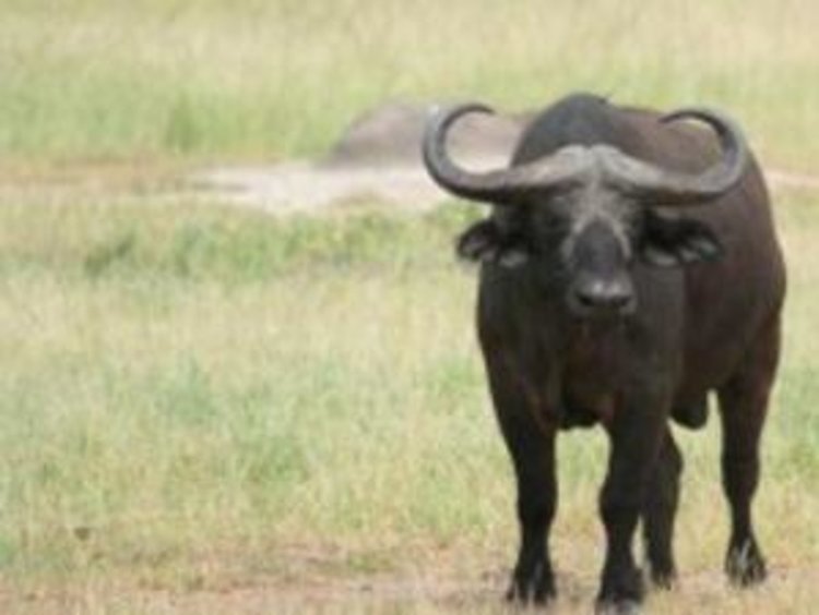 Трима задигнаха бивол, продали го в пловдивско село