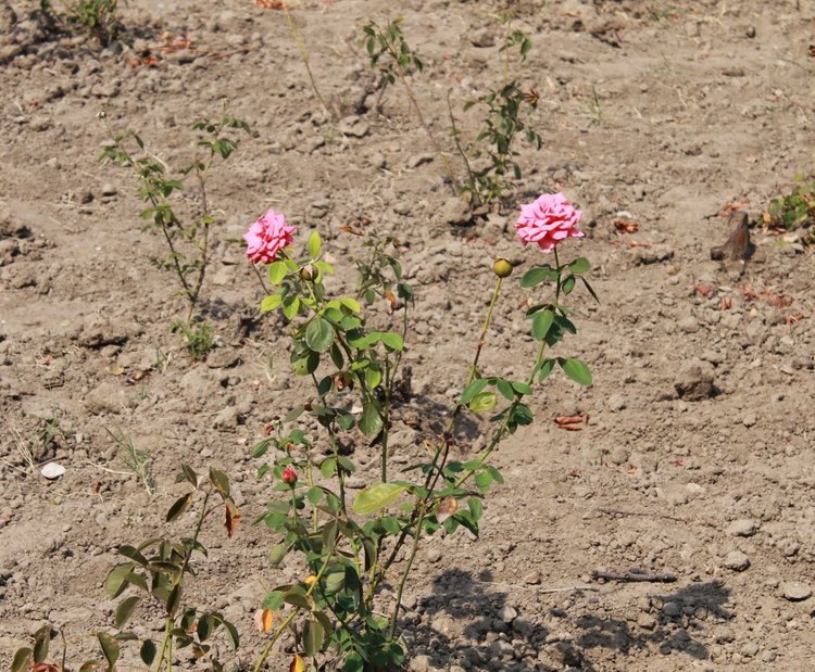 Поливат ли се розите зад сградата на кметството в Димитровград?