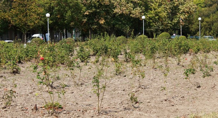 Розите в края на летния сезон