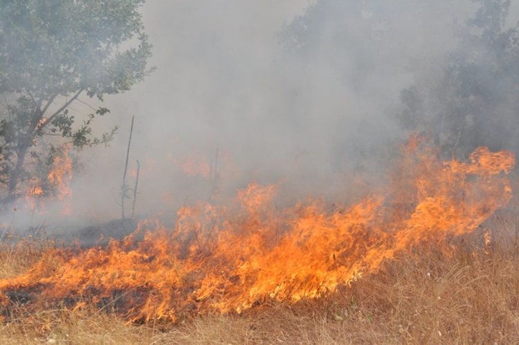 Сухи треви горяха при четири пожара от небрежност, спасиха над 150 декара гора