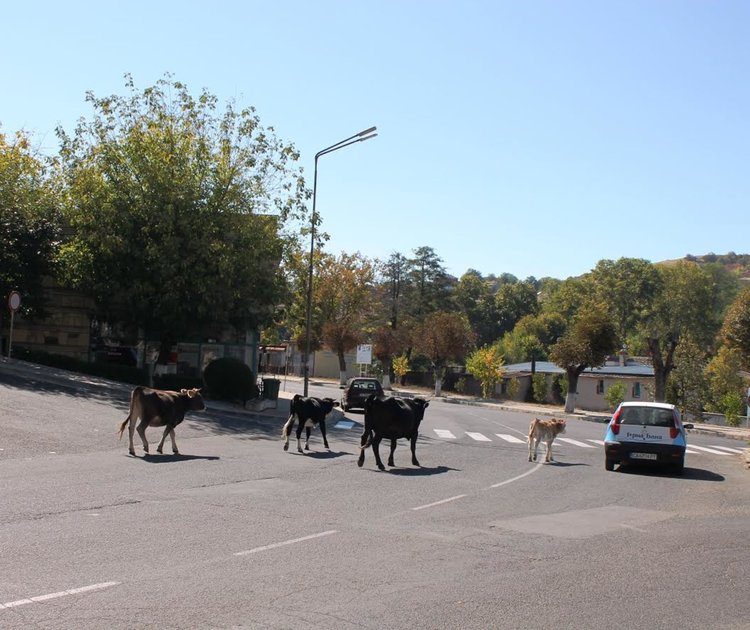Крави се разхождат безпрепядствено в центъра на Ардино