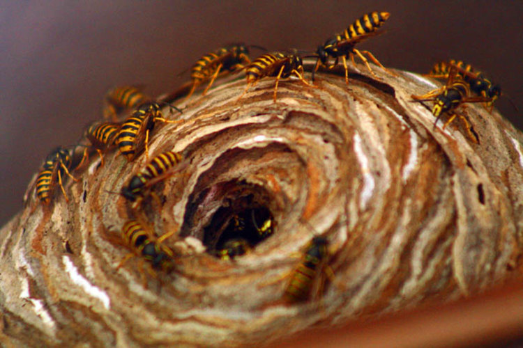 Огнеборци атакуваха гнезда на оси