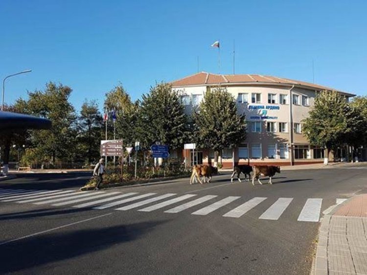 Крави се разхождат безпрепядствено в центъра на Ардино