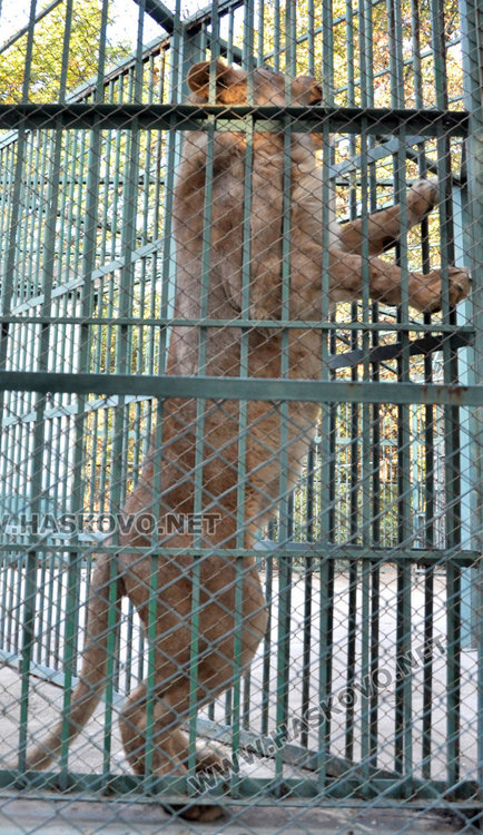 Нов лъв в Зоопарка след кончината на стария, пони атракция за децата