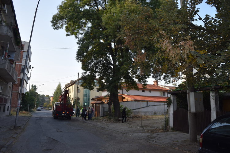 Готовност за сеч