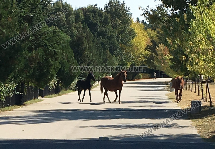 Безхаберие: коне се разхождат по алеята в Кенана