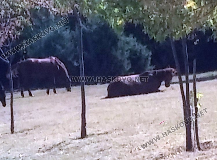 Безхаберие: коне се разхождат по алеята в Кенана