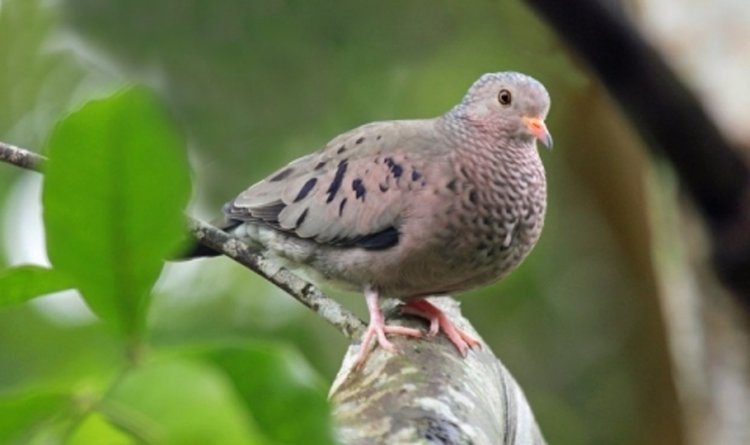 Арестуваха пощенски гълъб - терорист