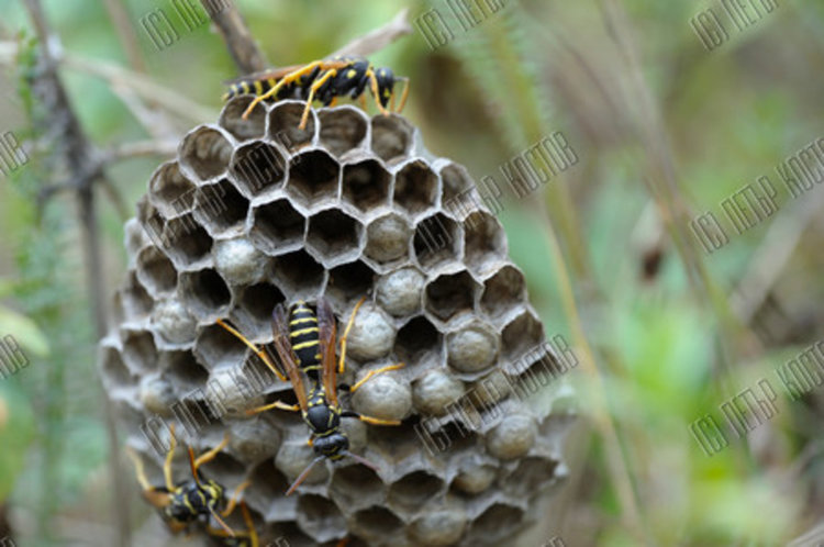 Огнеборци атакуваха гнездо на оси