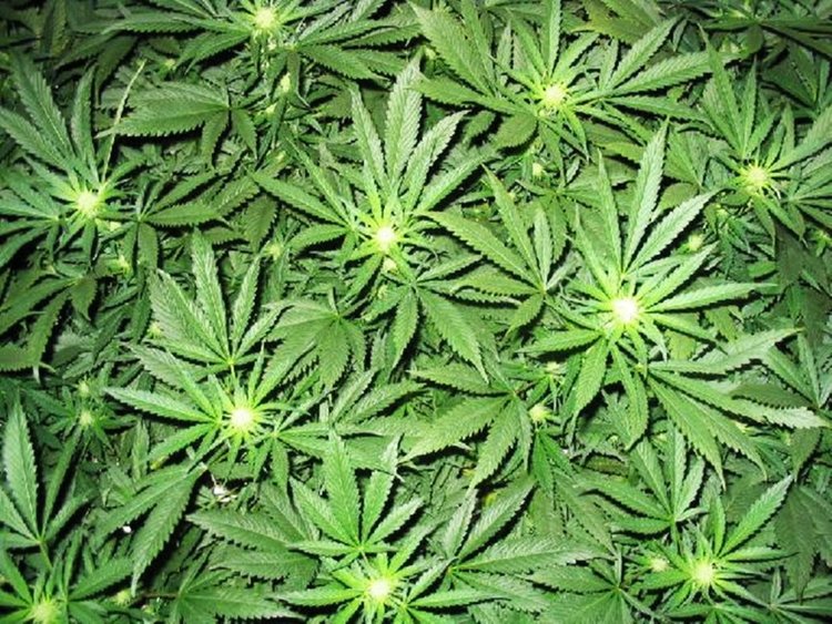 Искат постоянен арест за хванатите с 300 кила марихуана