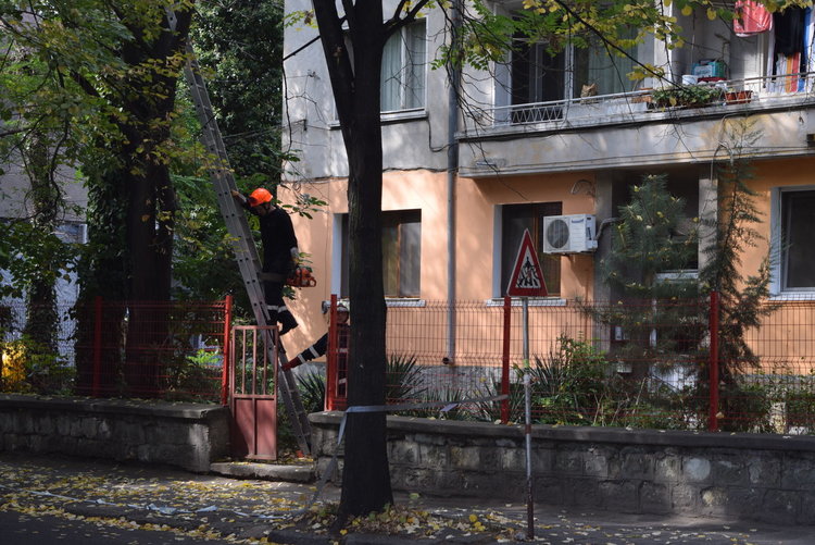 Подготовка за отсичане на опасни клони