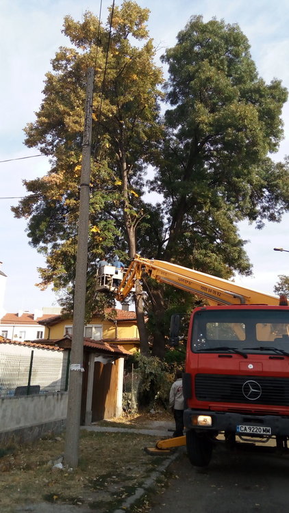 Отсичането на дърветата на ул."Пирин"