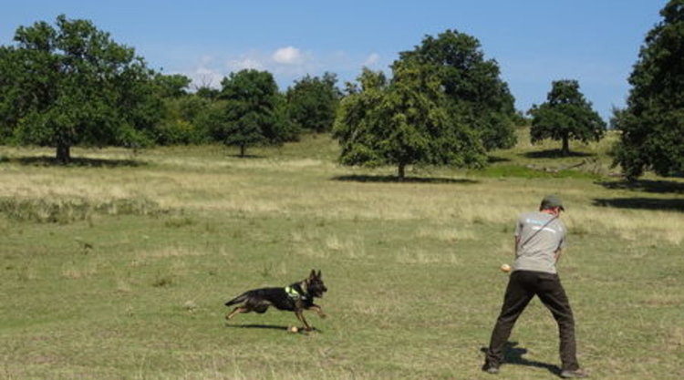 Специално обучено кучето Барс помага за опазването на птиците в Източните Родопи