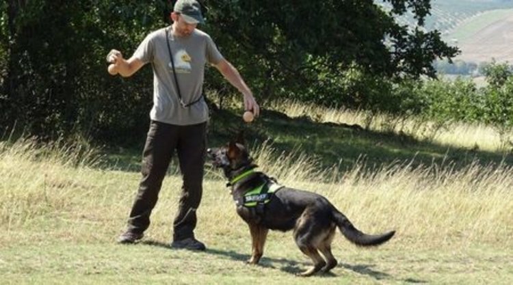 Специално обучено кучето Барс помага за опазването на птиците в Източните Родопи