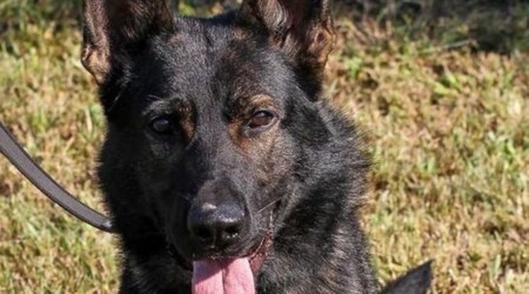 Специално обучено кучето Барс помага за опазването на птиците в Източните Родопи