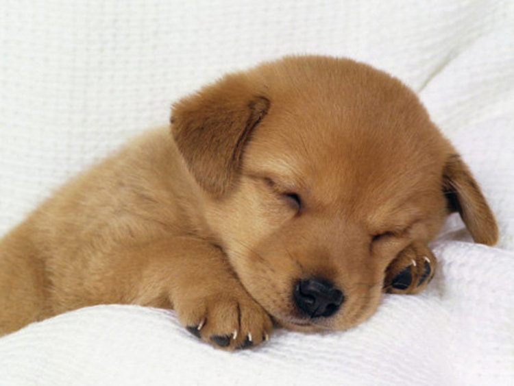 Кучетата имат скрит в носа часовник  