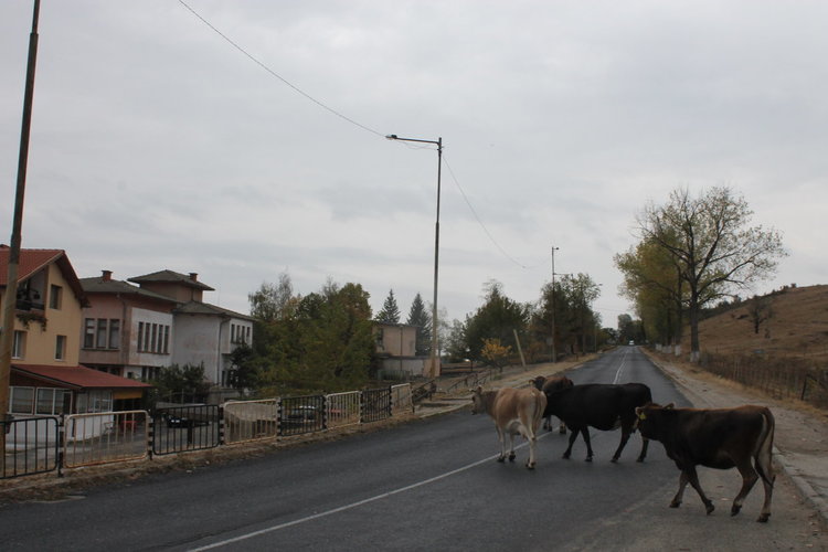 Опасни крави без надзор денонощно се разхождат в Кобиляне