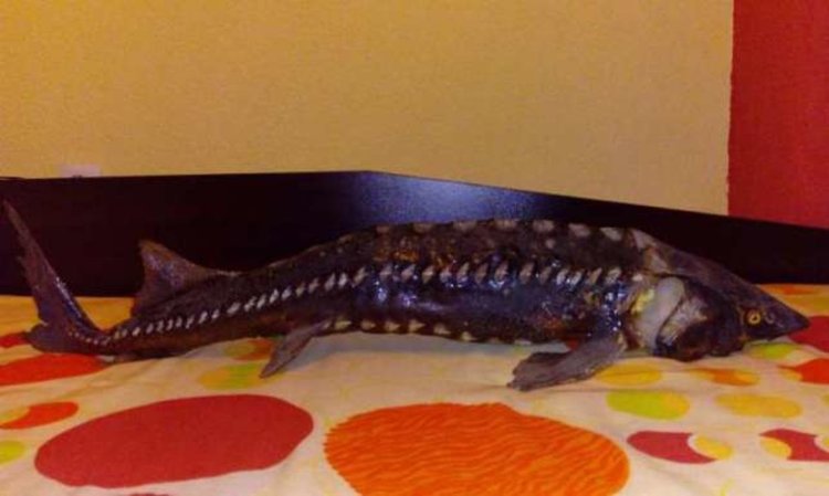 Еколози предотвратиха продажба на препарирана риба