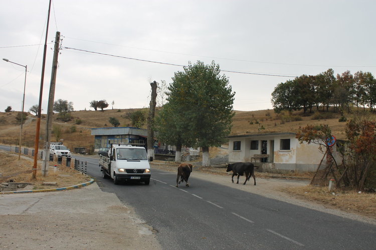 Опасни крави без надзор денонощно се разхождат в Кобиляне
