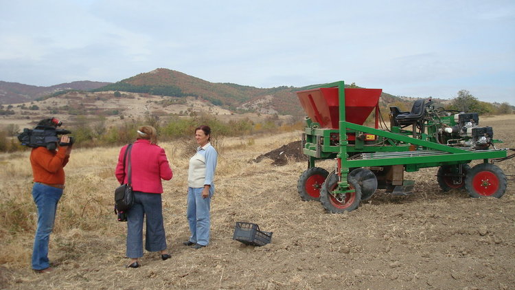Машина сади шафранови луковици в Кърджалийско,властта обещава опитно поле
