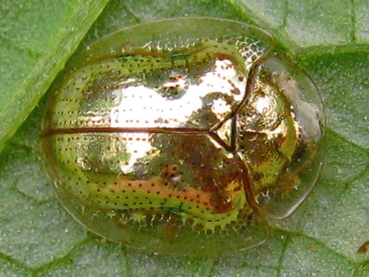 Golden Tortoise Beetle