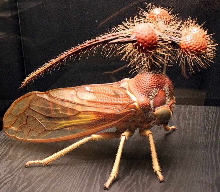 Brazilian Treehopper