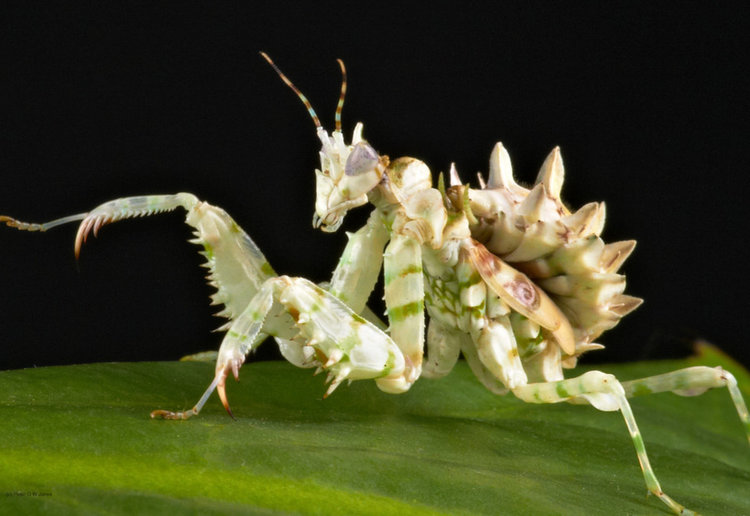Spiny flower mantis