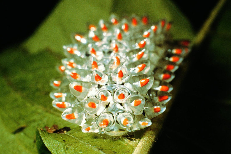 Jewell Caterpillar
