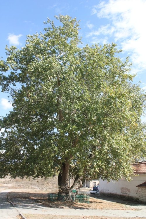 Кметът Сунай Сали: Фотиново има бъдеще