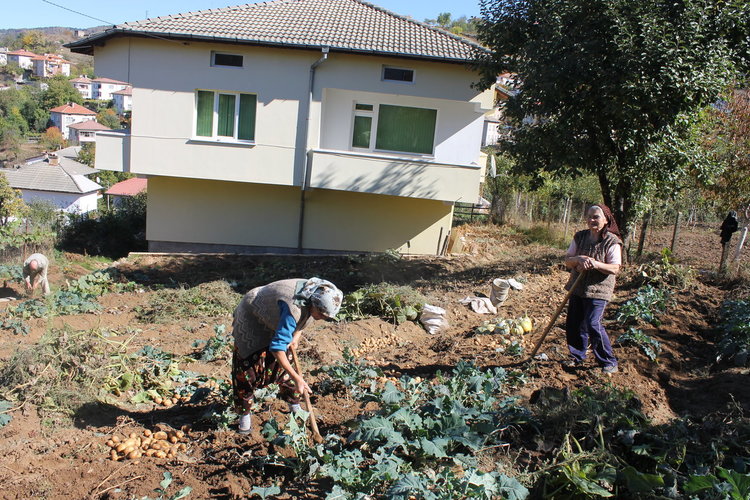 Заради засушаването, сега започна ваденето на картофи в Ардино