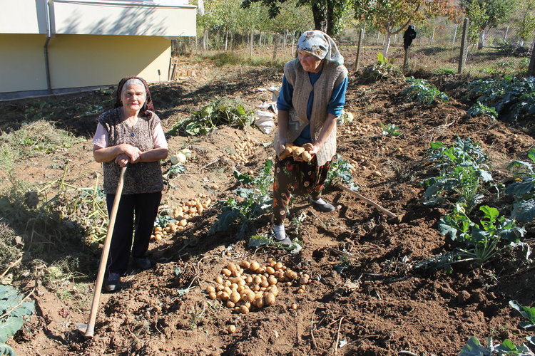 Заради засушаването, сега започна ваденето на картофи в Ардино
